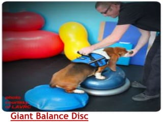 Giant Balance Disc
 