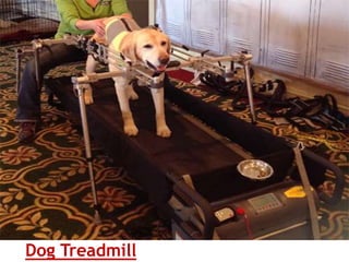 Dog Treadmill
 