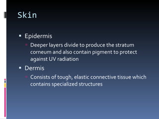 Skin Epidermis Deeper layers divide to produce the stratum corneum and also contain pigment to protect against UV radiation Dermis Consists of tough, elastic connective tissue which contains specialized structures 