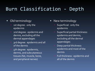 Burn Classification - Depth Old terminology 1st degree:  only the epidermis 2nd degree:  epidermis and dermis, excluding all the dermal appendages 3rd degree:  epidermis and all of the dermis 4th degree:  epidermis, dermis, and subcutaneous tissues (fat, muscle, bone, and peripheral nerves) New terminology Superficial:  only the epidermis Superficial partial thickness:  epidermis and dermis, excluding all the dermal appendages Deep partial thickness:  epidermis and most of the dermis Full thickness:  epidermis and all of the dermis 