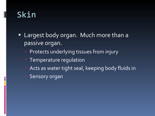 Skin Largest body organ.  Much more than a passive organ. Protects underlying tissues from injury Temperature regulation Acts as water tight seal, keeping body fluids in Sensory organ 