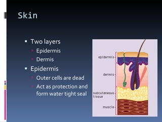 Skin Two layers Epidermis Dermis Epidermis Outer cells are dead Act as protection and form water tight seal 