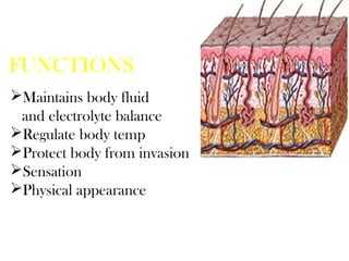 FUNCTIONS:
Maintains body fluid
and electrolyte balance
Regulate body temp
Protect body from invasion
Sensation
Physical appearance
 
