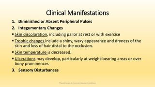 Clinical Manifestations
1. Diminished or Absent Peripheral Pulses
2. Integumentary Changes
 Skin discoloration, including pallor at rest or with exercise
 Trophic changes include a shiny, waxy appearance and dryness of the
skin and loss of hair distal to the occlusion.
 Skin temperature is decreased.
 Ulcerations may develop, particularly at weight-bearing areas or over
bony prominences
3. Sensory Disturbances
Physiotherapy in Common Vascular Conditions
 