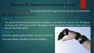 Treating the Immobilized tendon Repair
Cifaldi Collins andAssociates developed sufficiently aggressive therapy after immobilization.
Early Stage (from 0 to 3 or 4 weeks):
Orthosis :-
 The dorsal forearm-based postoperative orthosis or cast holds the wrist in 10 to 30 degrees
of flexion, the MCP joints in 40 to 60 degrees of flexion and the IP joints in full extension
(Dorsal Blocking Splint).
Exercise :-
At home patient perform ROM exercise of uninvol-
ved joints (elbow, shoulder) to prevent stiffness.
 