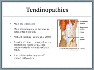 Tendinopathies 
• Most are tendinoses 
• Most Common one in the knee is 
patellar tendinopathy 
• Not self limiting (Young et al 2005) 
• As with all other tendinopathies the 
greatest risk factor for patellar 
tendinopathy is Adiposity (Gaida 
2009) 
• And this includes rotator cuff 
tendon pathologies 
 