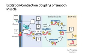 Excitation-Contraction Coupling of Smooth
Muscle
 