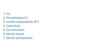 1. Ca2
2. Phospholipase C
3. Inositol trisphosphate (IP3)
4. Calmodulin
5. Ca-calmodulin
6. Myosin kinase
7. Myosin phosphatase
 