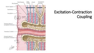 Excitation-Contraction
Coupling
 