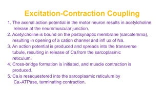Excitation-Contraction Coupling
1. The axonal action potential in the motor neuron results in acetylcholine
release at the neuromuscular junction.
2. Acetylcholine is bound on the postsynaptic membrane (sarcolemma),
resulting in opening of a cation channel and infl ux of Na.
3. An action potential is produced and spreads into the transverse
tubule, resulting in release of Ca2 from the sarcoplasmic
reticulum.
4. Cross-bridge formation is initiated, and muscle contraction is
produced.
5. Ca2 is resequestered into the sarcoplasmic reticulum by
Ca2-ATPase, terminating contraction.
 