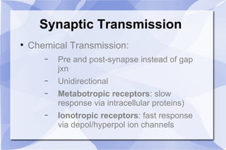 Synaptic Transmission Chemical Transmission: Pre and post-synapse instead of gap jxn Unidirectional Metabotropic receptors : slow response via intracellular proteins) Ionotropic receptors : fast response via depol/hyperpol ion channels 