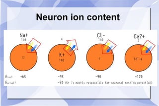 Neuron ion content 