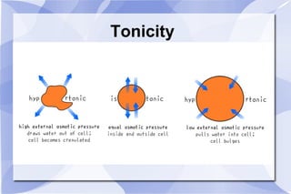 Tonicity 
