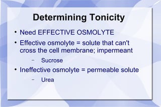 Determining Tonicity Need EFFECTIVE OSMOLYTE Effective osmolyte = solute that can't cross the cell membrane; impermeant Sucrose Ineffective osmolyte = permeable solute Urea 