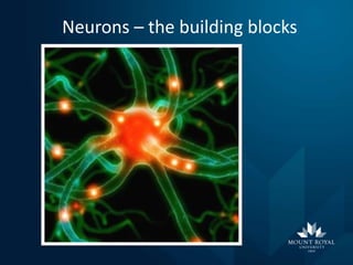 Neurons – the building blocks

 