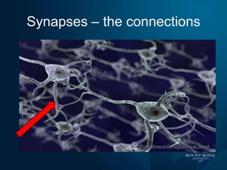Synapses – the connections

 