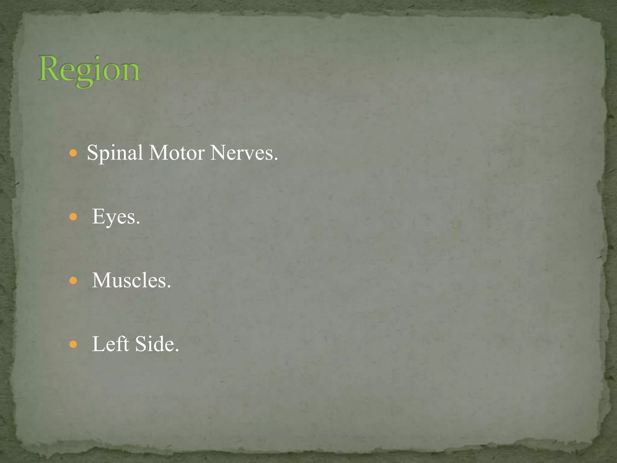  Spinal Motor Nerves.
 Eyes.
 Muscles.
 Left Side.
 