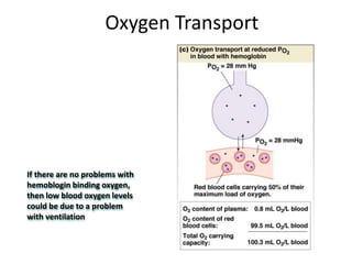O2 Transport Vent Physiology Term 2 #8 - Gas Exchange | PPTX