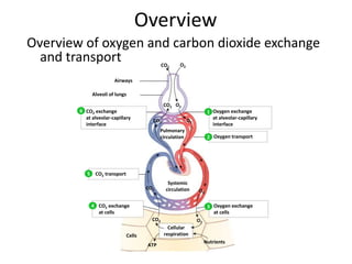 CO2 O2
Alveoli of lungs
Airways
CO2
CO2
O2
O2
Pulmonary
circulation
CO2 O2
Cellular
respiration
ATP
Nutrients
Cells
Systemic
circulation
CO2 O2
Oxygen exchange
at cells
Oxygen transport
CO2 exchange
at alveolar-capillary
interface
Oxygen exchange
at alveolar-capillary
interface
CO2 exchange
at cells
CO2 transport
1
2
34
5
6
Overview
Overview of oxygen and carbon dioxide exchange
and transport
 