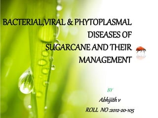 BACTERIAL,VIRAL & PHYTOPLASMAL
DISEASES OF
SUGARCANE AND THEIR
MANAGEMENT
BY
Abhijithv
ROLL NO:2012-20-105
 