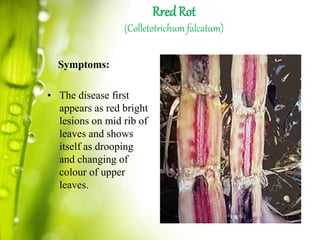Bacterial viral and phytoplasmal diseases of sugarcnae and their ...