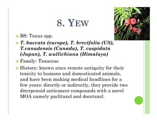8. YEW
BS: Taxus spp.
T. baccata (europe), T. brevifolia (US),
T.canadensis (Canada), T. cuspidata
(Japan), T. wallichiana (Himalaya)
Family: Taxaceae
History: known since remote antiquity for their
toxicity to humans and domesticated animals,
and have been making medical headlines for a
few years: directly or indirectly, they provide two
diterpenoid anticancer compounds with a novel
MOA namely paclitaxel and docetaxel.
 
