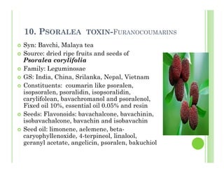 10. PSORALEA TOXIN-FURANOCOUMARINS
Syn: Bavchi, Malaya tea
Source: dried ripe fruits and seeds of
Psoralea corylifolia
Family: Leguminosae
GS: India, China, Srilanka, Nepal, Vietnam
Constituents: coumarin like psoralen,
isopsoralen, psoralidin, isopsoralidin,
carylifolean, bavachromanol and psoralenol,
Fixed oil 10%, essential oil 0.05% and resin
Seeds: Flavonoids: bavachalcone, bavachinin,
isobavachalcone, bavachin and isobavachin
Seed oil: limonene, aelemene, beta-
caryophyllenoxide, 4-terpineol, linalool,
geranyl acetate, angelicin, psoralen, bakuchiol
 