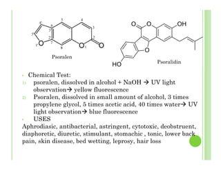• Chemical Test:
1) psoralen, dissolved in alcohol + NaOH UV light
observation yellow fluorescence
2) Psoralen, dissolved in small amount of alcohol, 3 times
propylene glycol, 5 times acetic acid, 40 times water UV
light observation blue fluorescence
• USES
Aphrodiasic, antibacterial, astringent, cytotoxic, deobstruent,
diaphoretic, diuretic, stimulant, stomachic , tonic, lower back
pain, skin disease, bed wetting, leprosy, hair loss
Psoralen
Psoralidin
 