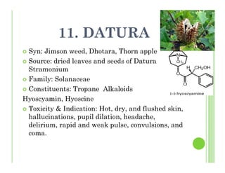 11. DATURA
Syn: Jimson weed, Dhotara, Thorn apple
Source: dried leaves and seeds of Datura
Stramonium
Family: Solanaceae
Constituents: Tropane Alkaloids
Hyoscyamin, Hyoscine
Toxicity & Indication: Hot, dry, and flushed skin,
hallucinations, pupil dilation, headache,
delirium, rapid and weak pulse, convulsions, and
coma.
 