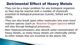  They can be a major problem for any biological organism
as they may be reactive with a number of chemicals
essential to biological processes (Lanids, Sofied and Yu,
2000).
 They can also break apart other molecules into even more
reactive species (such as: Reactive Oxygen Species) which
will also disrupt biological processes.
 Non-hyperaccumulators also absorb some concentration of
heavy metals, as many heavy metals are chemically similar
to other metals that are essential to the plants life.
 