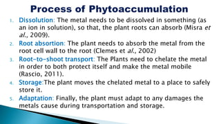 1. Dissolution: The metal needs to be dissolved in something (as
an ion in solution), so that, the plant roots can absorb (Misra et
al., 2009).
2. Root absortion: The plant needs to absorb the metal from the
root cell wall to the root (Clemes et al., 2002)
3. Root-to-shoot transport: The Plants need to chelate the metal
in order to both protect itself and make the metal mobile
(Rascio, 2011).
4. Storage:The plant moves the chelated metal to a place to safely
store it.
5. Adaptation: Finally, the plant must adapt to any damages the
metals cause during transportation and storage.
 