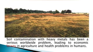 Soil contamination with heavy metals has been a
serious worldwide problem, leading to economic
losses in agriculture and health problems in humans.
 