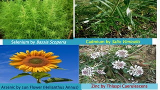 Selenium by Bassia Scoperia Cadmium by Salix Viminalis
Zinc by Thlaspi Caerulescens
 