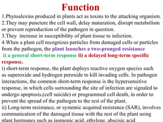 Function
1.Phytoalexins produced in plants act as toxins to the attacking organism.
2.They may puncture the cell wall, delay maturation, disrupt metabolism
or prevent reproduction of the pathogen in question.
3.They increase in susceptibility of plant tissue to infection.
4.When a plant cell recognizes particles from damaged cells or particles
from the pathogen, the plant launches a two-pronged resistance
i) a general short-term response ii) a delayed long-term specific
response.
i) short-term response, the plant deploys reactive oxygen species such
as superoxide and hydrogen peroxide to kill invading cells. In pathogen
interactions, the common short-term response is the hypersensitive
response, in which cells surrounding the site of infection are signaled to
undergo apoptosis,(cell suicide) or programmed cell death, in order to
prevent the spread of the pathogen to the rest of the plant.
ii) Long-term resistance, or systemic acquired resistance (SAR), involves
communication of the damaged tissue with the rest of the plant using
 
