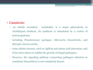 • Camalexin:
  ▫ an indolic secondary       metabolite, is a major phytoalexin in
    Arabidopsis thaliana. Its synthesis is stimulated by a variety of
    microorganisms
  ▫ including Pseudomonas syringae, Alternaria brassicicola, and
    Botrytis cinerea and by
  ▫ some abiotic stresses, such as AgNO3 and amino acid starvation, and
    it has been shown to inhibit the growth of fungal pathogens.
  ▫ However, the signaling pathway connecting pathogen infection to
    camalexin biosynthesis is not completely known
 