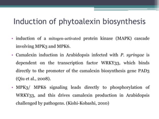 Induction of phytoalexin biosynthesis
• induction of a mitogen-activated protein kinase (MAPK) cascade
  involving MPK3 and MPK6.
• Camalexin induction in Arabidopsis infected with P. syringae is
  dependent on the transcription factor WRKY33, which binds
  directly to the promoter of the camalexin biosynthesis gene PAD3
  (Qiu et al., 2008).
• MPK3/ MPK6 signaling leads directly to phosphorylation of
  WRKY33, and this drives camalexin production in Arabidopsis
  challenged by pathogens. (Kishi-Kobashi, 2010)
 