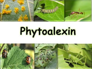 Phytoalexin
 