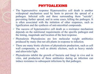 PHYTOALEXINS
 The hypersensitive response Hypersensitive cell death is another
widespread mechanism used by hosts to prevent the spread of a
pathogen. Infected cells and those surrounding them "suicide",
preventing further spread, and in some cases, killing the pathogen. It
is often associated with the initiation of other responses, such as
lignification and the synthesis of anti-microbial compounds.
 The success of hypersensitive cell death as a resistance mechanism
depends on the nutritional requirements of the specific pathogen and
the timing, magnitude and location of the host response.
 Phytoalexin Phytoalexins are low molecular weight antibiotics
produced by many (but not all) plants in response to infection.
 There are many biotic elicitors of phytoalexin production, such as cell
wall components, as well as abiotic elicitors, such as heavy metals
and ultraviolet light.
 Phytoalexins inhibit the growth of bacteria and fungi in vivo and in
vitro, and production of these antibiotics during an infection can
induce resistance to subsequent infections by that pathogen.
 