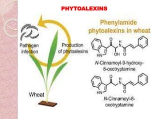 PHYTOALEXINS
 