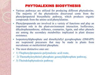 PHYTOALEXINS BIOSYTHESIS
 Various pathways are utilized for producing different phytoalexins.
The majority of the phytoalexins discovered come from the
phenylpropanoid biosynthetic pathway, which produces organic
compounds from the amino acid phenylalanine.
 Phenylpropanoids are involved in a variety of functions and play an
important role in the plant-environment interaction. Isoflavones,
dihydrophenanthrene, stilbenes, coumarins, lignin, and other phenols
are among the secondary metabolites implicated in plant disease
resistance.
 Isopentenyldiphosphate and dimethylallyl pyrophosphate (DMAPP)
are isoprenoid precursors that may be made in plants from
mevalonate or metileritritol phosphate.
 The most distinctive ones are:
 1) Thephenylpropanoic-polymalonic acid route,
 2) Themethylerythritol phosphate geranyldiphosphate pathway,
 3) Theindolephytoalexin pathway
 