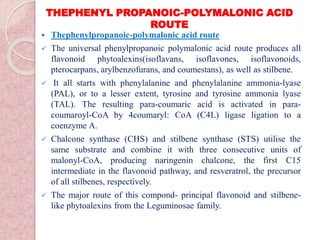 THEPHENYL PROPANOIC-POLYMALONIC ACID
ROUTE
 Thephenylpropanoic-polymalonic acid route
 The universal phenylpropanoic polymalonic acid route produces all
flavonoid phytoalexins(isoflavans, isoflavones, isoflavonoids,
pterocarpans, arylbenzofurans, and coumestans), as well as stilbene.
 It all starts with phenylalanine and phenylalanine ammonia-lyase
(PAL), or to a lesser extent, tyrosine and tyrosine ammonia lyase
(TAL). The resulting para-coumaric acid is activated in para-
coumaroyl-CoA by 4coumaryl: CoA (C4L) ligase ligation to a
coenzyme A.
 Chalcone synthase (CHS) and stilbene synthase (STS) utilise the
same substrate and combine it with three consecutive units of
malonyl-CoA, producing naringenin chalcone, the first C15
intermediate in the flavonoid pathway, and resveratrol, the precursor
of all stilbenes, respectively.
 The major route of this compond- principal flavonoid and stilbene-
like phytoalexins from the Leguminosae family.
 