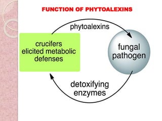 FUNCTION OF PHYTOALEXINS
 