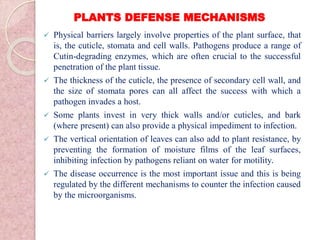 PLANTS DEFENSE MECHANISMS
 Physical barriers largely involve properties of the plant surface, that
is, the cuticle, stomata and cell walls. Pathogens produce a range of
Cutin-degrading enzymes, which are often crucial to the successful
penetration of the plant tissue.
 The thickness of the cuticle, the presence of secondary cell wall, and
the size of stomata pores can all affect the success with which a
pathogen invades a host.
 Some plants invest in very thick walls and/or cuticles, and bark
(where present) can also provide a physical impediment to infection.
 The vertical orientation of leaves can also add to plant resistance, by
preventing the formation of moisture films of the leaf surfaces,
inhibiting infection by pathogens reliant on water for motility.
 The disease occurrence is the most important issue and this is being
regulated by the different mechanisms to counter the infection caused
by the microorganisms.
 