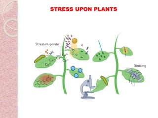 STRESS UPON PLANTS
 
