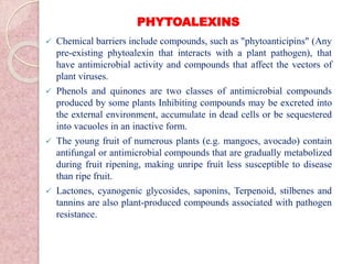 PHYTOALEXINS
 Chemical barriers include compounds, such as "phytoanticipins" (Any
pre-existing phytoalexin that interacts with a plant pathogen), that
have antimicrobial activity and compounds that affect the vectors of
plant viruses.
 Phenols and quinones are two classes of antimicrobial compounds
produced by some plants Inhibiting compounds may be excreted into
the external environment, accumulate in dead cells or be sequestered
into vacuoles in an inactive form.
 The young fruit of numerous plants (e.g. mangoes, avocado) contain
antifungal or antimicrobial compounds that are gradually metabolized
during fruit ripening, making unripe fruit less susceptible to disease
than ripe fruit.
 Lactones, cyanogenic glycosides, saponins, Terpenoid, stilbenes and
tannins are also plant-produced compounds associated with pathogen
resistance.
 