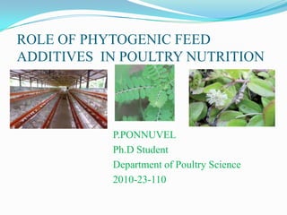 ROLE OF PHYTOGENIC FEED
ADDITIVES IN POULTRY NUTRITION




           P.PONNUVEL
           Ph.D Student
           Department of Poultry Science
           2010-23-110
 