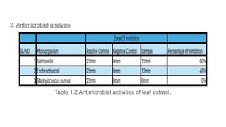PHYTOCHEMICAL ANALYSIS AND ANTIMICROBIAL ACTIVITY OF MORINGA OLEIFERA.pptx
