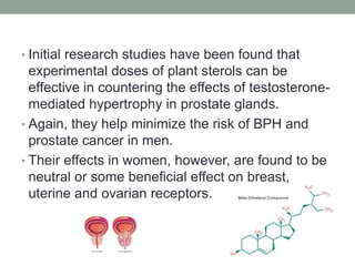 • Initial research studies have been found that 
experimental doses of plant sterols can be 
effective in countering the effects of testosterone-mediated 
hypertrophy in prostate glands. 
• Again, they help minimize the risk of BPH and 
prostate cancer in men. 
• Their effects in women, however, are found to be 
neutral or some beneficial effect on breast, 
uterine and ovarian receptors. 
 