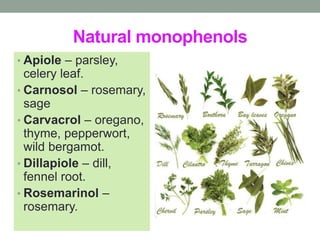 Natural monophenols 
• Apiole – parsley, 
celery leaf. 
• Carnosol – rosemary, 
sage 
• Carvacrol – oregano, 
thyme, pepperwort, 
wild bergamot. 
• Dillapiole – dill, 
fennel root. 
• Rosemarinol – 
rosemary. 
 