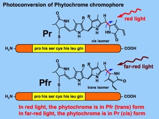 PHYTOCHROME STRUCTURE AND FUNCTION BY NOUR DEEB  PPT